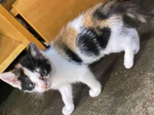 Gato raça SRD-ViraLata idade 2 a 6 meses nome TRICOLORZINHA