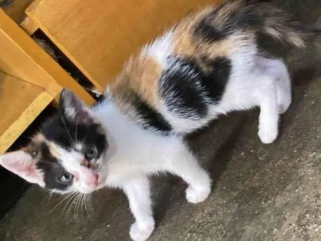 Gato ra a SRD-ViraLata idade 2 a 6 meses nome TRICOLORZINHA