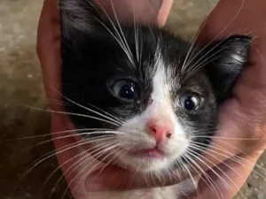 Gato raça SRD-ViraLata idade 2 a 6 meses nome FRAJOLINHA MACHO