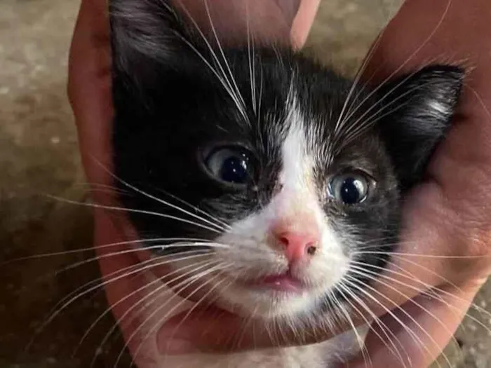 Gato raça SRD-ViraLata idade 2 a 6 meses nome FRAJOLINHA MACHO