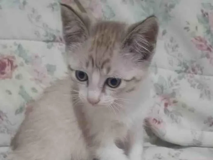 Gato raça SRD-ViraLata idade 2 a 6 meses nome CLARINHO