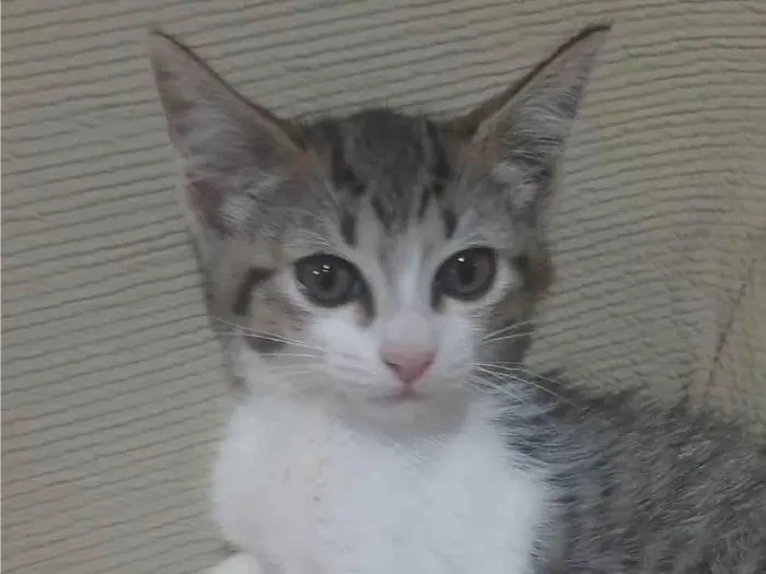 Gato raça SRD-ViraLata idade 2 a 6 meses nome RAJADINHA