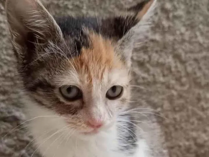 Gato raça SRD-ViraLata idade 2 a 6 meses nome MARINA