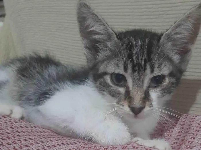 Gato raça SRD-ViraLata idade 2 a 6 meses nome SÍLVIA