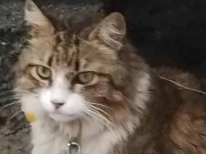 Gato ra a Maine Coon idade 4 anos nome Priscila Rodrigues