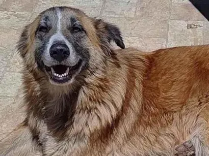 Cachorro raça SRD-ViraLata idade 3 anos nome Nina