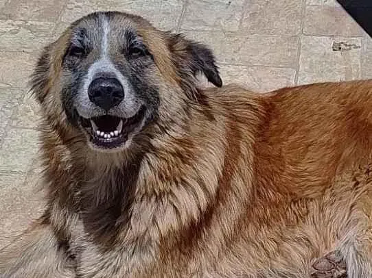 Cachorro ra a SRD-ViraLata idade 3 anos nome Nina