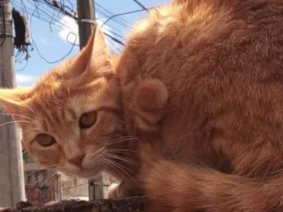 Gato raça SRD-ViraLata idade 7 a 11 meses nome Elisandra 