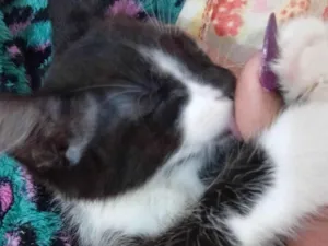 Gato raça SRD-ViraLata idade 2 a 6 meses nome Sem nome