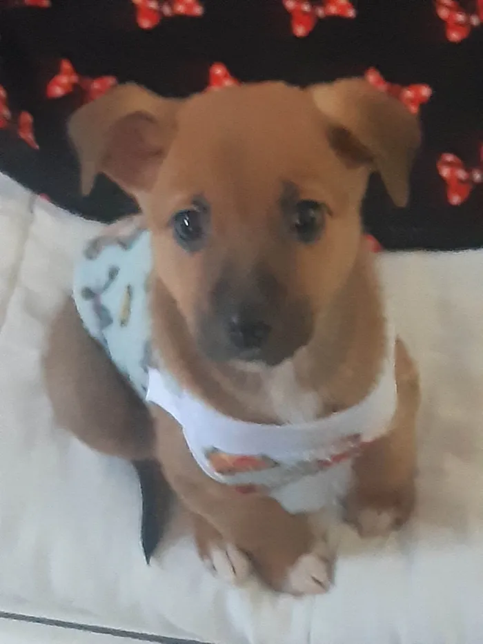 Cachorro ra a SRD-ViraLata idade 2 a 6 meses nome Bella e Clara