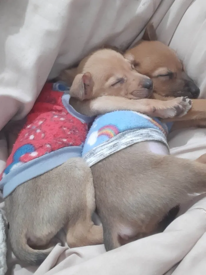 Cachorro ra a SRD-ViraLata idade 2 a 6 meses nome Bella e Clara