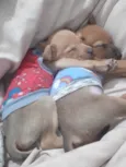Bella e Clara