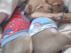 Cachorro raça SRD-ViraLata idade 2 a 6 meses nome Bella e Clara