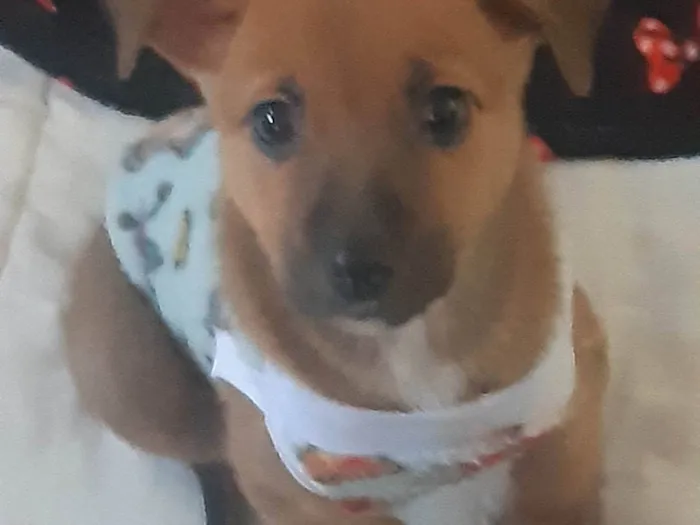 Cachorro ra a SRD-ViraLata idade 2 a 6 meses nome Bella e Clara