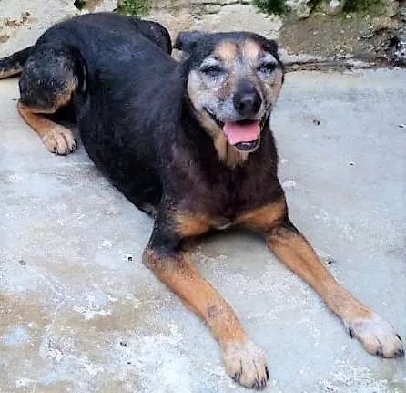 Cachorro ra a SRD-ViraLata idade 6 ou mais anos nome Doralice