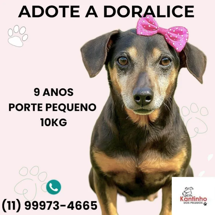 Cachorro ra a SRD-ViraLata idade 6 ou mais anos nome Doralice