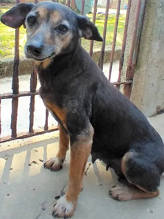Cachorro ra a SRD-ViraLata idade 6 ou mais anos nome Doralice