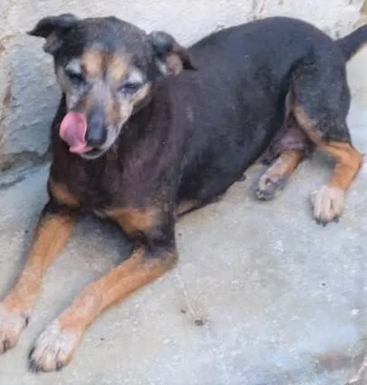 Cachorro ra a SRD-ViraLata idade 6 ou mais anos nome Doralice