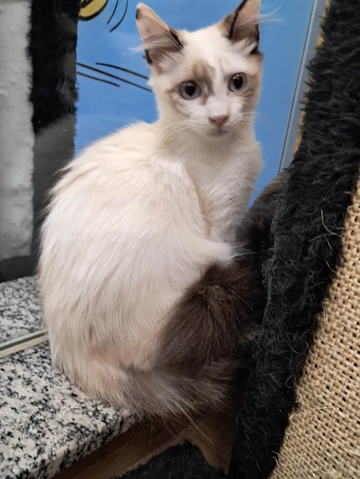 Gato ra a SRD-ViraLata idade 2 a 6 meses nome Valery