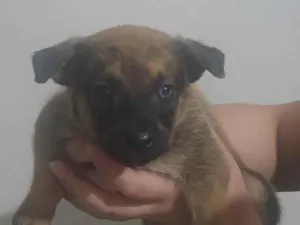 Cachorro raça SRD-ViraLata idade Abaixo de 2 meses nome Filhotes
