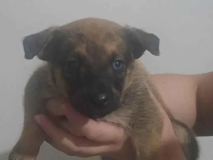 Cachorro ra a SRD-ViraLata idade Abaixo de 2 meses nome Filhotes