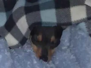 Cachorro raça Pinscher idade 7 a 11 meses nome Théo 