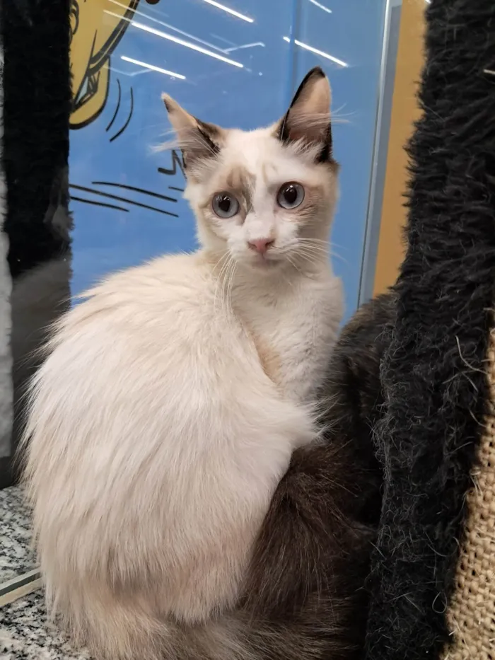 Gato ra a SRD-ViraLata idade 2 a 6 meses nome Valery