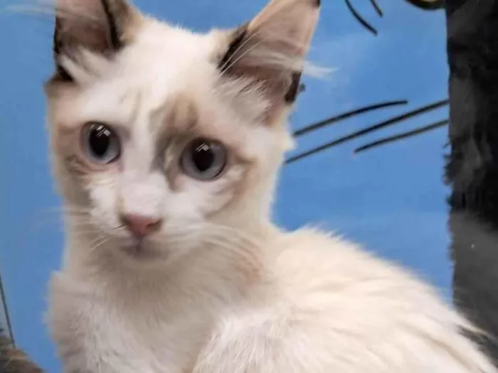 Gato ra a SRD-ViraLata idade 2 a 6 meses nome Valery