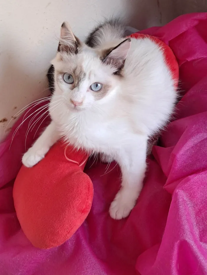 Gato ra a SRD-ViraLata idade 2 a 6 meses nome Valery