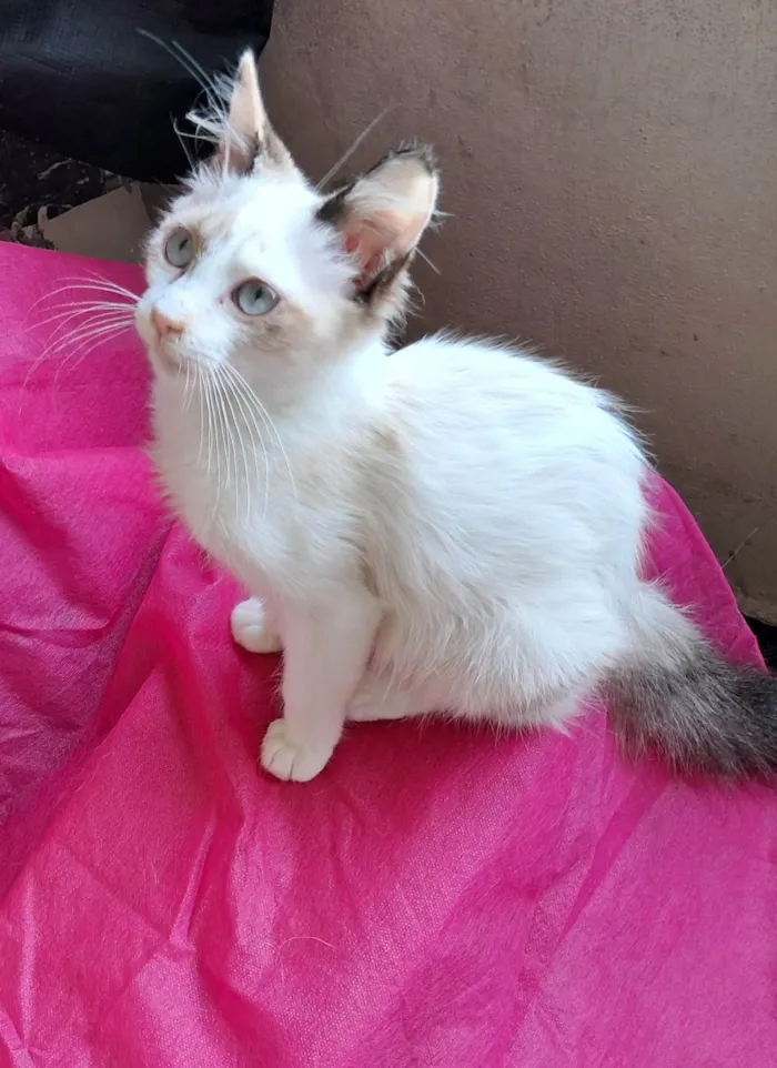 Gato ra a SRD-ViraLata idade 2 a 6 meses nome Valery