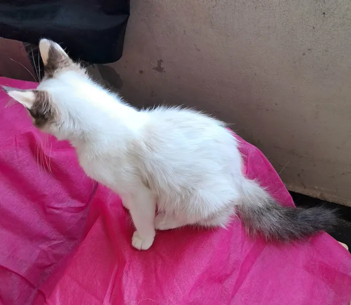 Gato ra a SRD-ViraLata idade 2 a 6 meses nome Valery