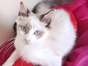 Gato raça SRD-ViraLata idade 2 a 6 meses nome Valery