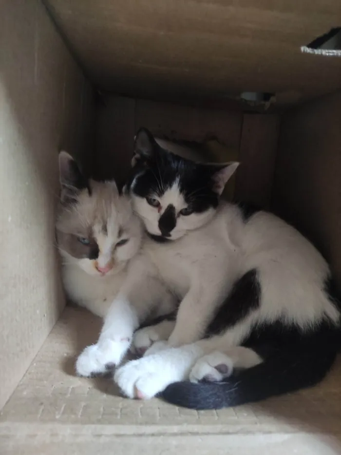 Gato ra a Siamês idade 7 a 11 meses nome Amarelinho, vaquinha...