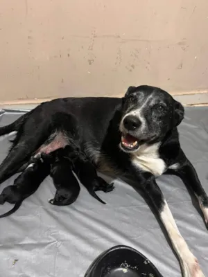 Cachorro raça SRD-ViraLata idade 6 ou mais anos nome Pepita