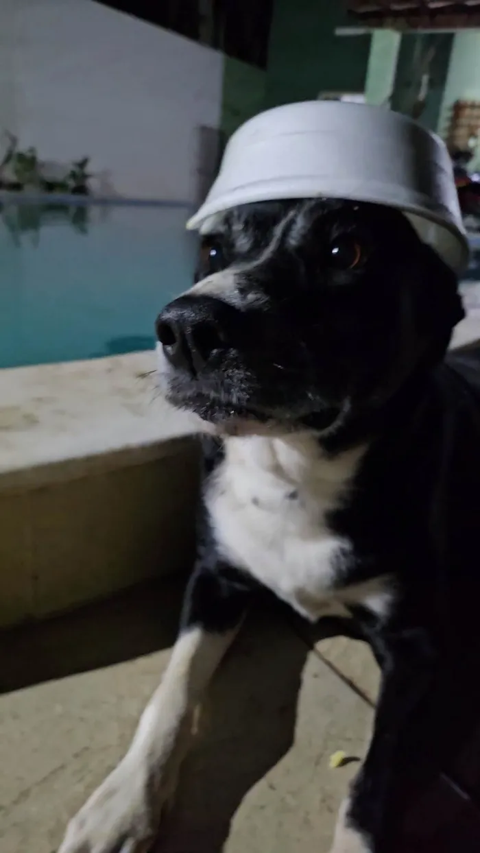 Cachorro ra a SRD-ViraLata idade 6 ou mais anos nome Pepita