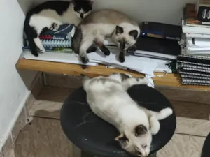 Gato raça Siamês idade 7 a 11 meses nome Amarelinho, vaquinha...