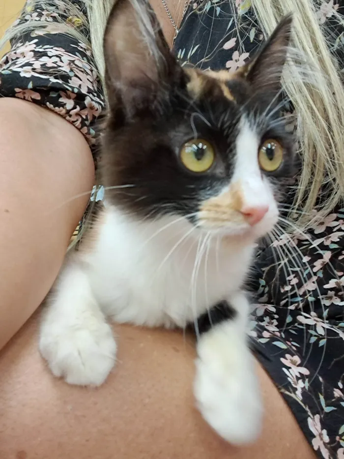 Gato ra a SRD-ViraLata idade 2 a 6 meses nome Vicky