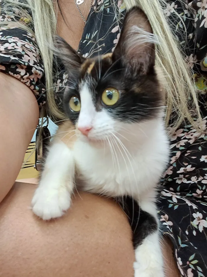 Gato ra a SRD-ViraLata idade 2 a 6 meses nome Vicky