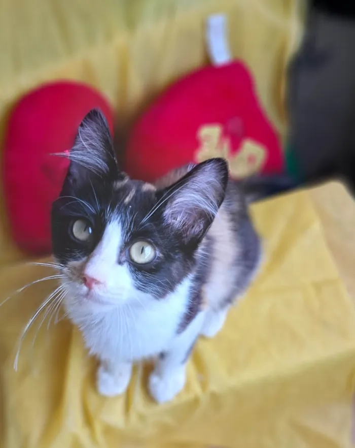 Gato ra a SRD-ViraLata idade 2 a 6 meses nome Vicky
