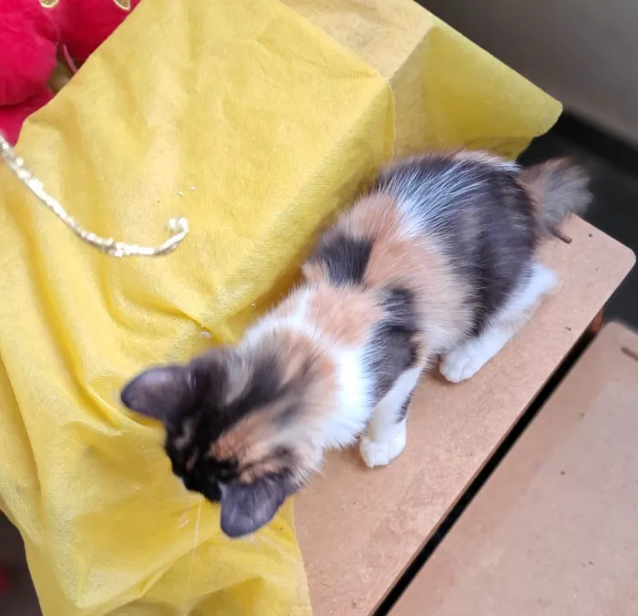 Gato ra a SRD-ViraLata idade 2 a 6 meses nome Vicky