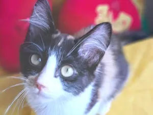 Gato raça SRD-ViraLata idade 2 a 6 meses nome Vicky