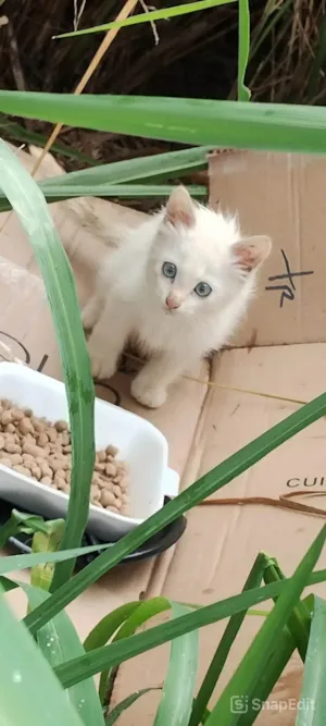 Gato raça SRD-ViraLata idade Abaixo de 2 meses nome Baby