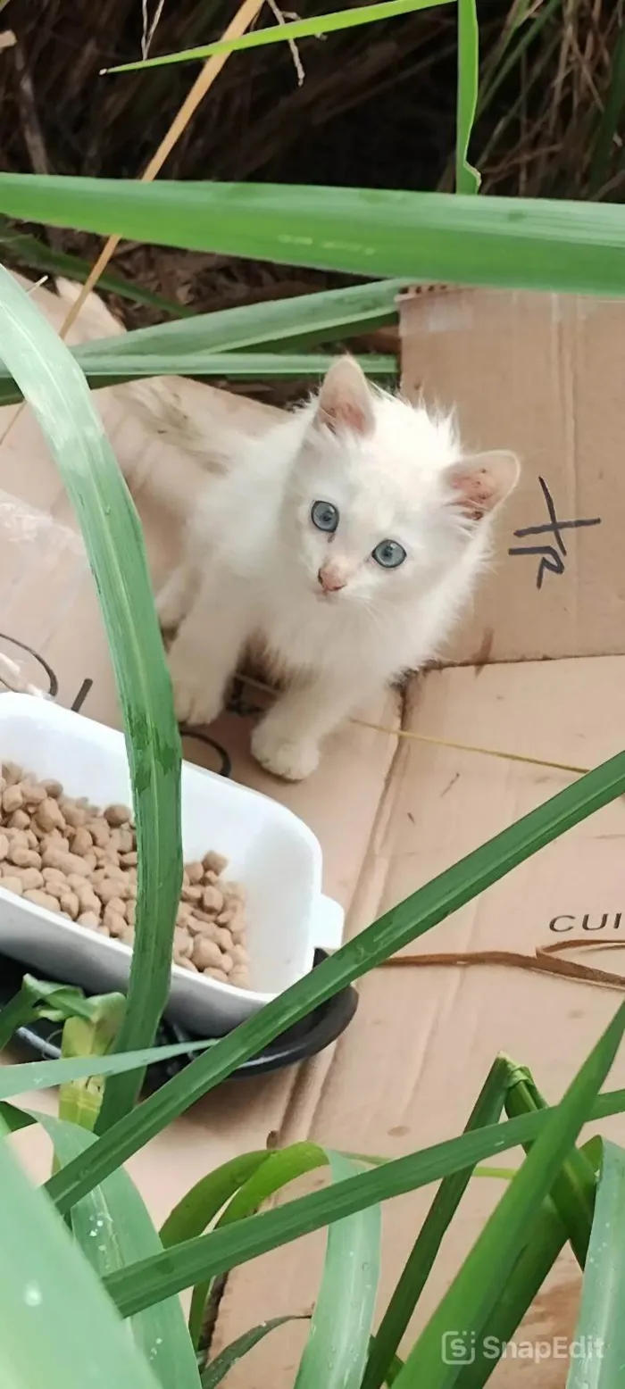 Gato ra a SRD-ViraLata idade Abaixo de 2 meses nome Baby