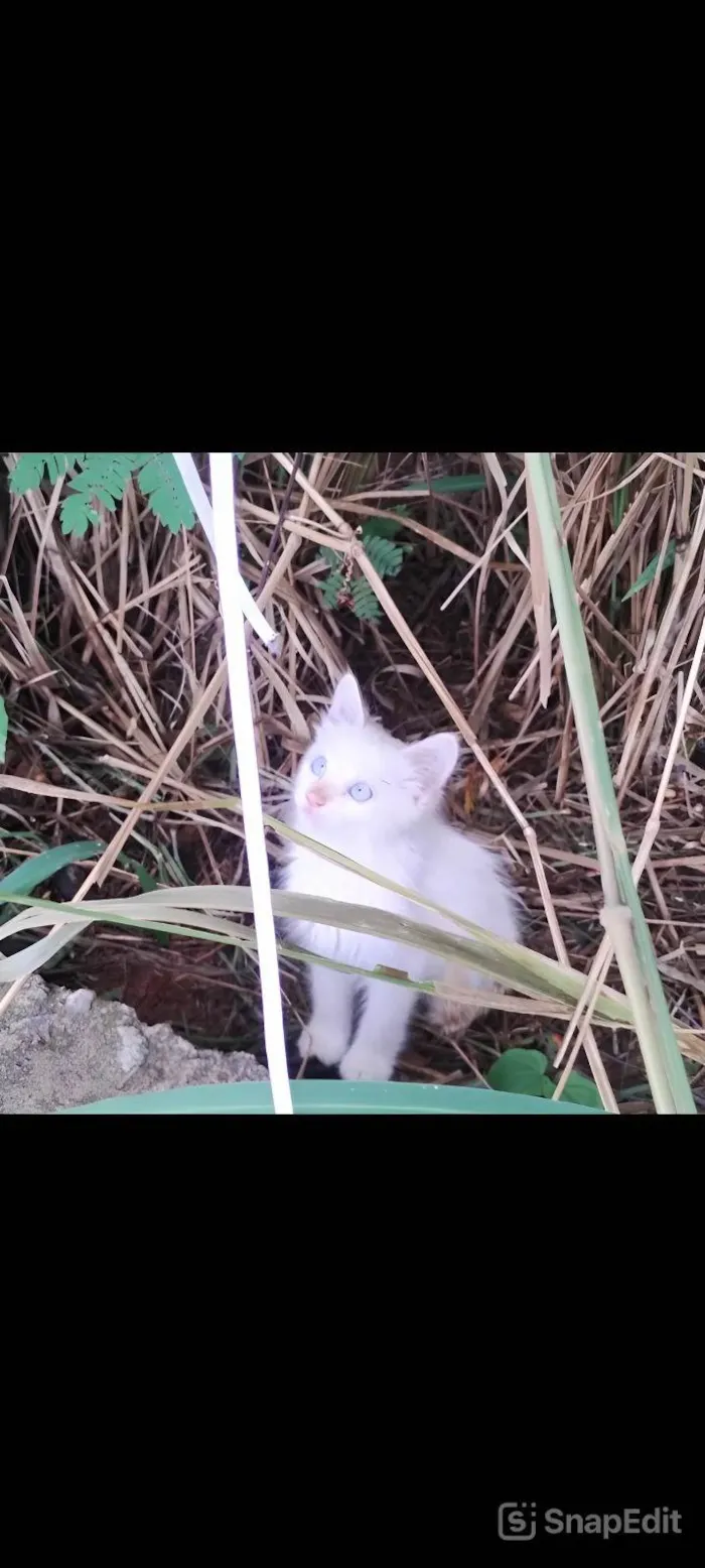Gato ra a SRD-ViraLata idade Abaixo de 2 meses nome Baby