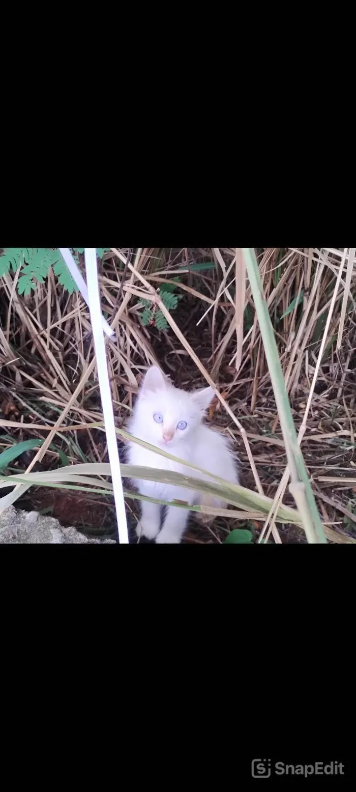 Gato ra a SRD-ViraLata idade Abaixo de 2 meses nome Baby