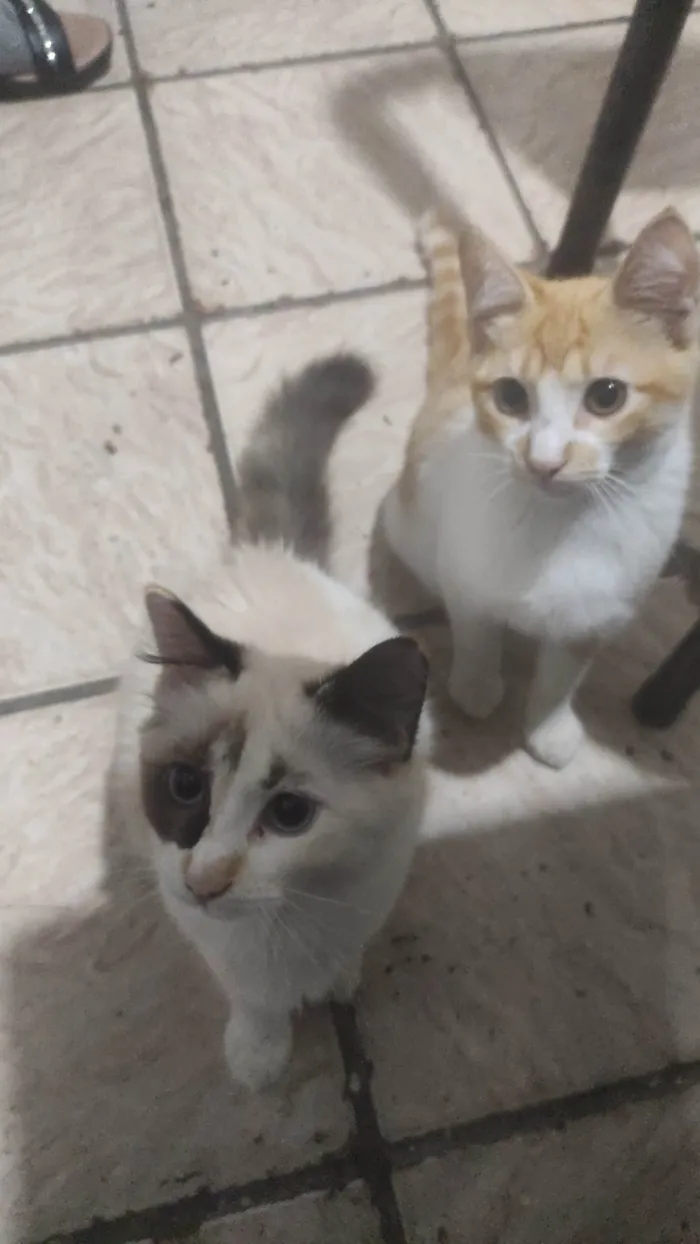 Gato ra a Siamês idade 7 a 11 meses nome Amarelinho, vaquinha...