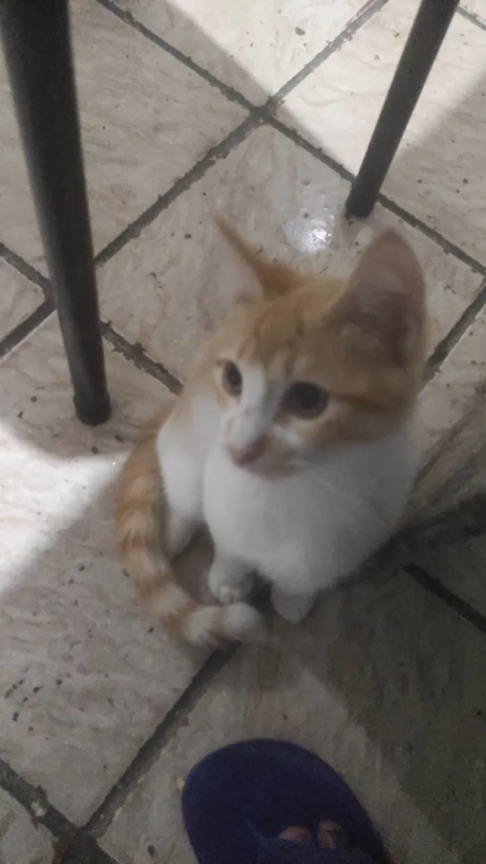 Gato ra a Siamês idade 7 a 11 meses nome Amarelinho, vaquinha...