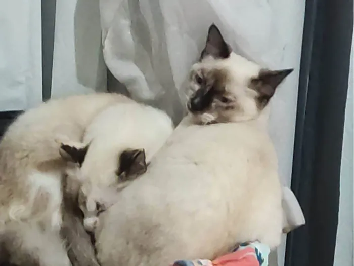 Gato ra a Siamês idade 7 a 11 meses nome Amarelinho, vaquinha...
