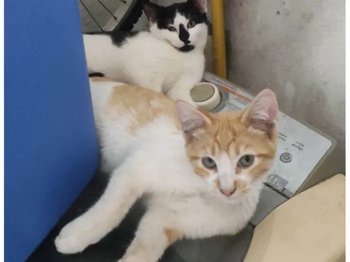 Gato ra a Siamês idade 7 a 11 meses nome Amarelinho, vaquinha...