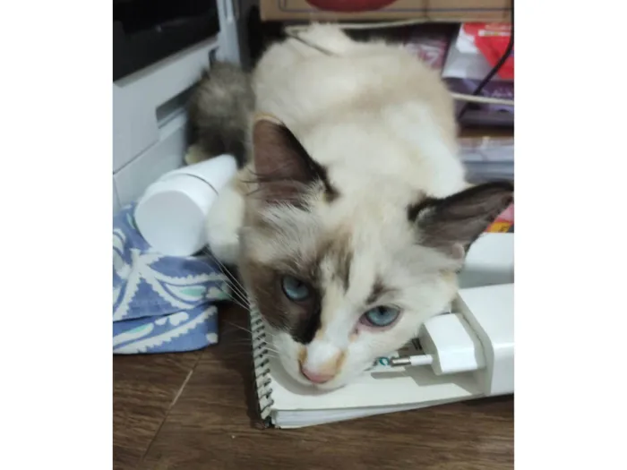 Gato ra a Siamês idade 7 a 11 meses nome Amarelinho, vaquinha...